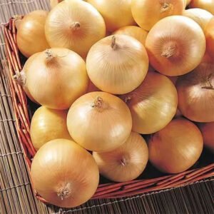 Onion